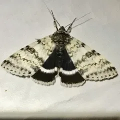 White Underwing thumbnail 2