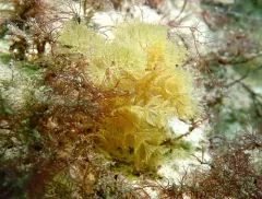 Fern Bryozoan thumbnail 3