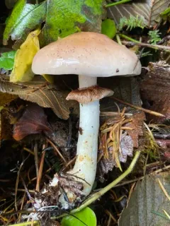 Stropharia albivelata thumbnail 4