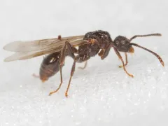 Eroded Ant thumbnail 4