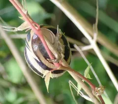 Vineyard Snail thumbnail 3