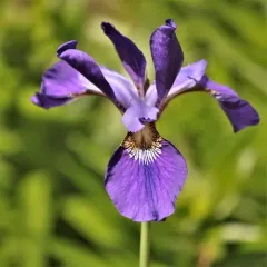 Japanese Iris thumbnail 4