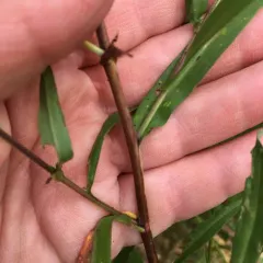 panicled aster thumbnail 4