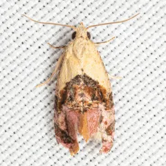Holland's Cochylid Moth thumbnail 3