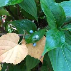Porcelain Berry thumbnail 2