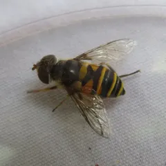 Transverse-banded Flower Fly thumbnail 3
