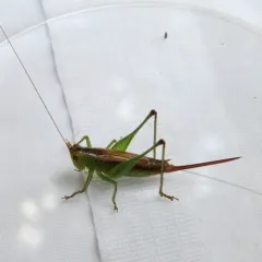 Short-winged Meadow Katydid thumbnail 3