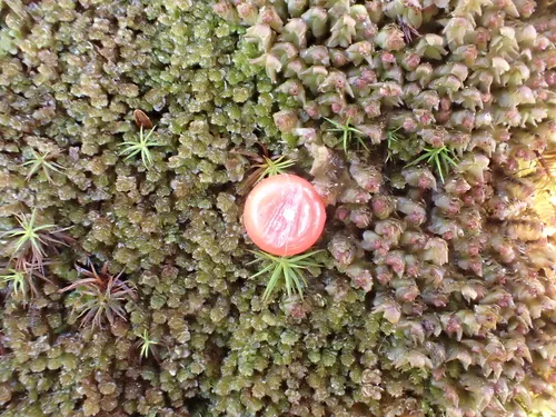 Speckled Rustwort