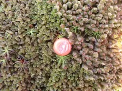 Speckled Rustwort thumbnail 1