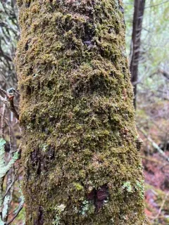 Selwyn's Scalewort thumbnail 2