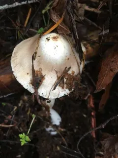 Inocybe insinuata thumbnail 2