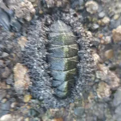 Mossy Chiton thumbnail 3