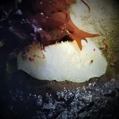 Nanaimo Dorid thumbnail 2