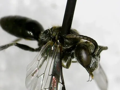 Sphecodes atlantis