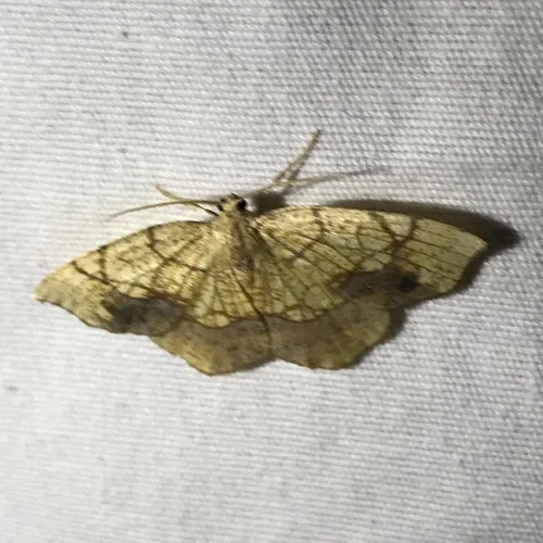 Horned Spanworm Moth