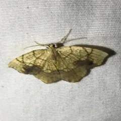 Horned Spanworm Moth thumbnail 1