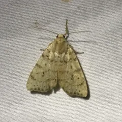 Dotted Sallow thumbnail 2