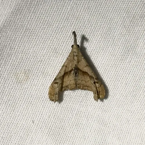 Dark-spotted Palthis Moth
