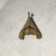 Dark-spotted Palthis Moth thumbnail 1