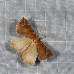 Chevron Moth thumbnail 2