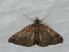 Eulithis flavibrunneata thumbnail 4