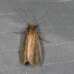 Narrow-winged Borer Moth thumbnail 4
