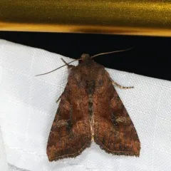 Veiled Ear Moth thumbnail 2