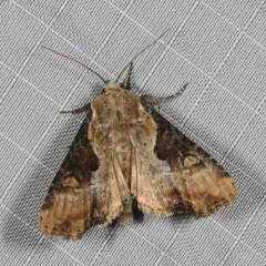 Double-lobed Moth thumbnail 3