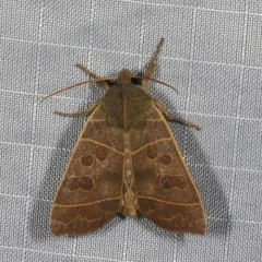 Even-lined Sallow thumbnail 2