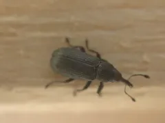 Magdalis alutacea thumbnail 2