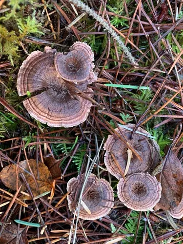 Hydnellum subzonatum