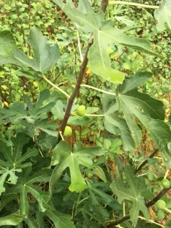 common fig thumbnail 4