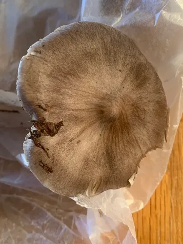 Tricholoma subacutum