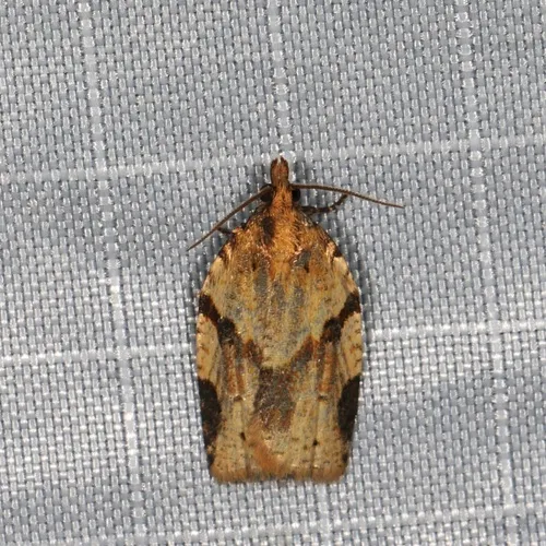 Cyclamen Tortrix