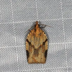 Cyclamen Tortrix thumbnail 1