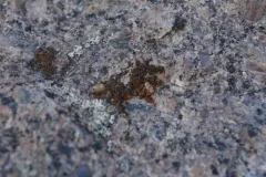 dusty cobblestone lichen thumbnail 3