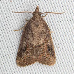 Tufted Apple Bud Moth thumbnail 3