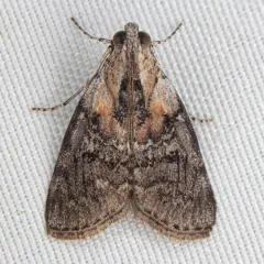 Striped Oak Webworm Moth thumbnail 4