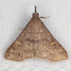 Speckled Renia Moth thumbnail 3