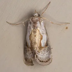 Formosa Looper Moth thumbnail 3