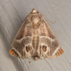 Shagreened Slug Moth thumbnail 4