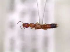 Black-tailed Tomcat Rove Beetle thumbnail 4