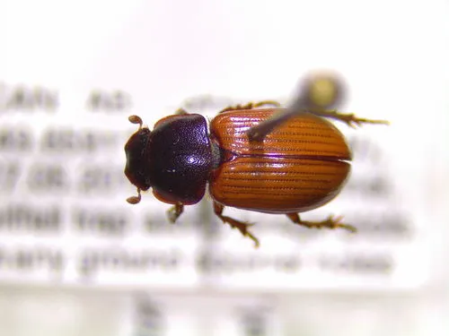 Agoliinus corruptor
