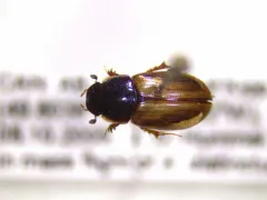 Melinopterus prodromus thumbnail 4