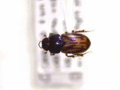 Chilothorax distinctus thumbnail 3