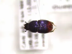 Otophorus haemorrhoidalis thumbnail 4