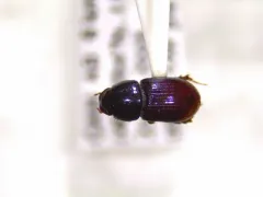 Calamosternus granarius thumbnail 2