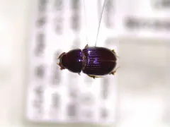 Oscarinus rusicola thumbnail 1