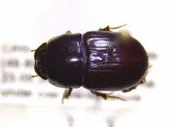 gravedigger dung beetle thumbnail 3