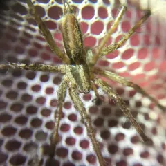 Potter's Grass Spider thumbnail 3